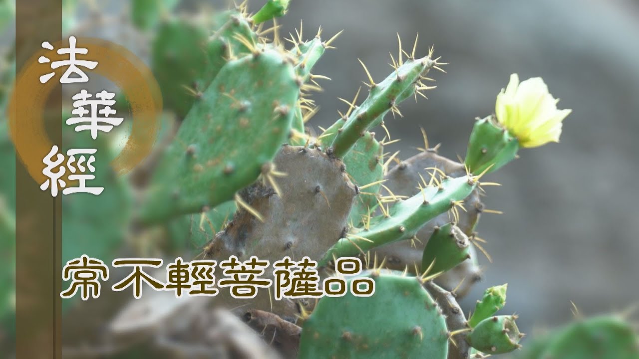 【靜思妙蓮華】法華經常不輕菩薩品 - 諦理為本 俗事為跡 - 第1733集 20240802  (ENG CC)