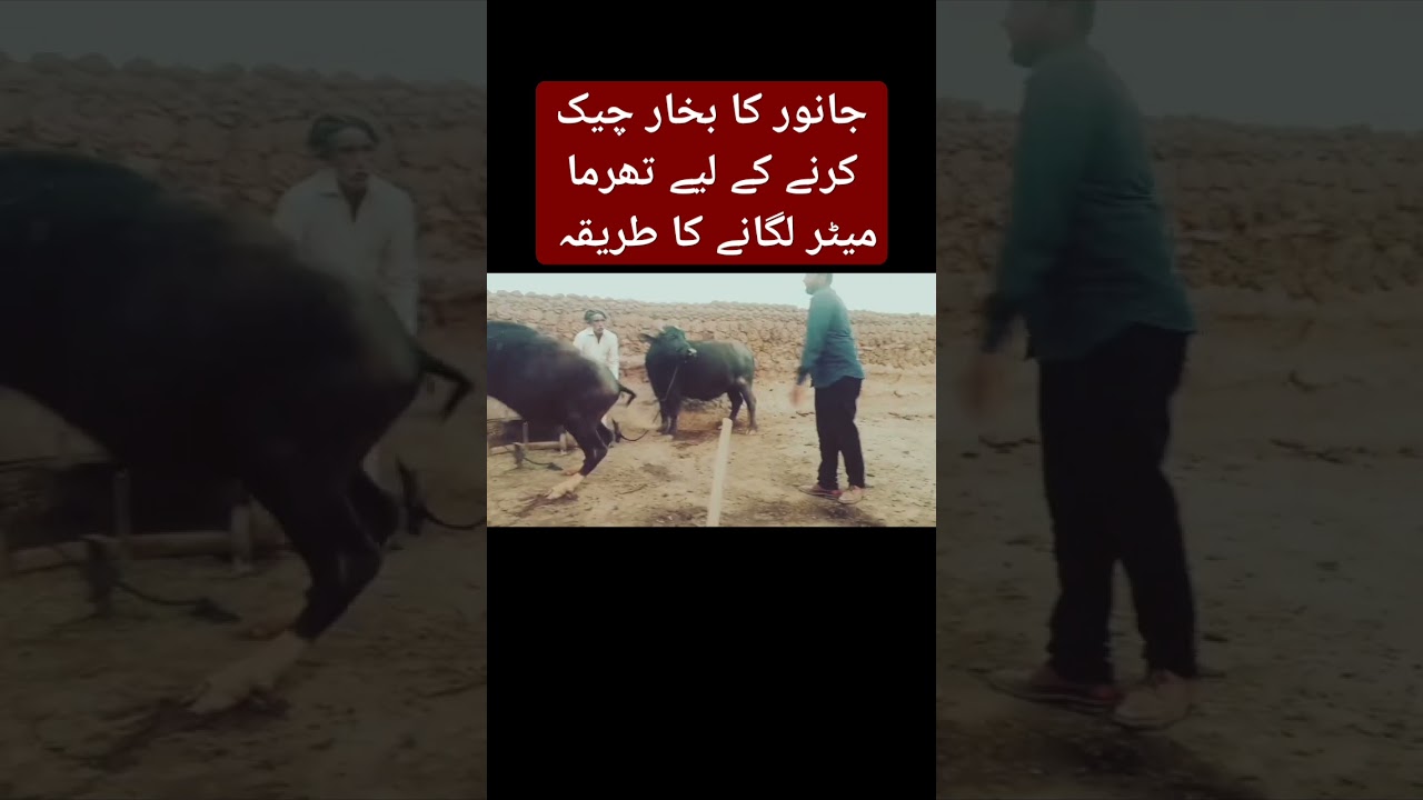 How to use a thermometer to check an animal's fever#buffalo #janwaro #cow #treatment #injection