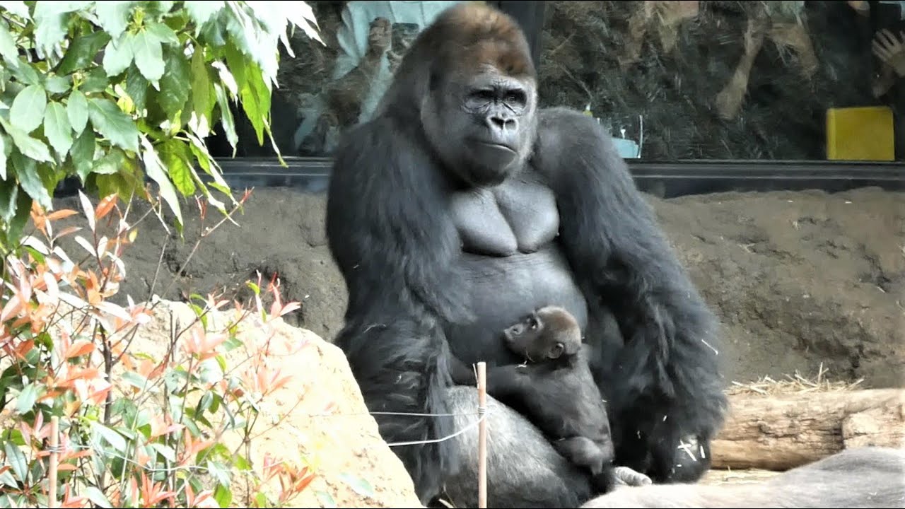 20230322 上野動物園　ニシゴリラ②　赤ちゃんゴリラのスモモちゃん　妹を可愛がるリキ　ハオコパパの動くお腹　パパから離れてモモカお姉ちゃんの方にいくスモモちゃん