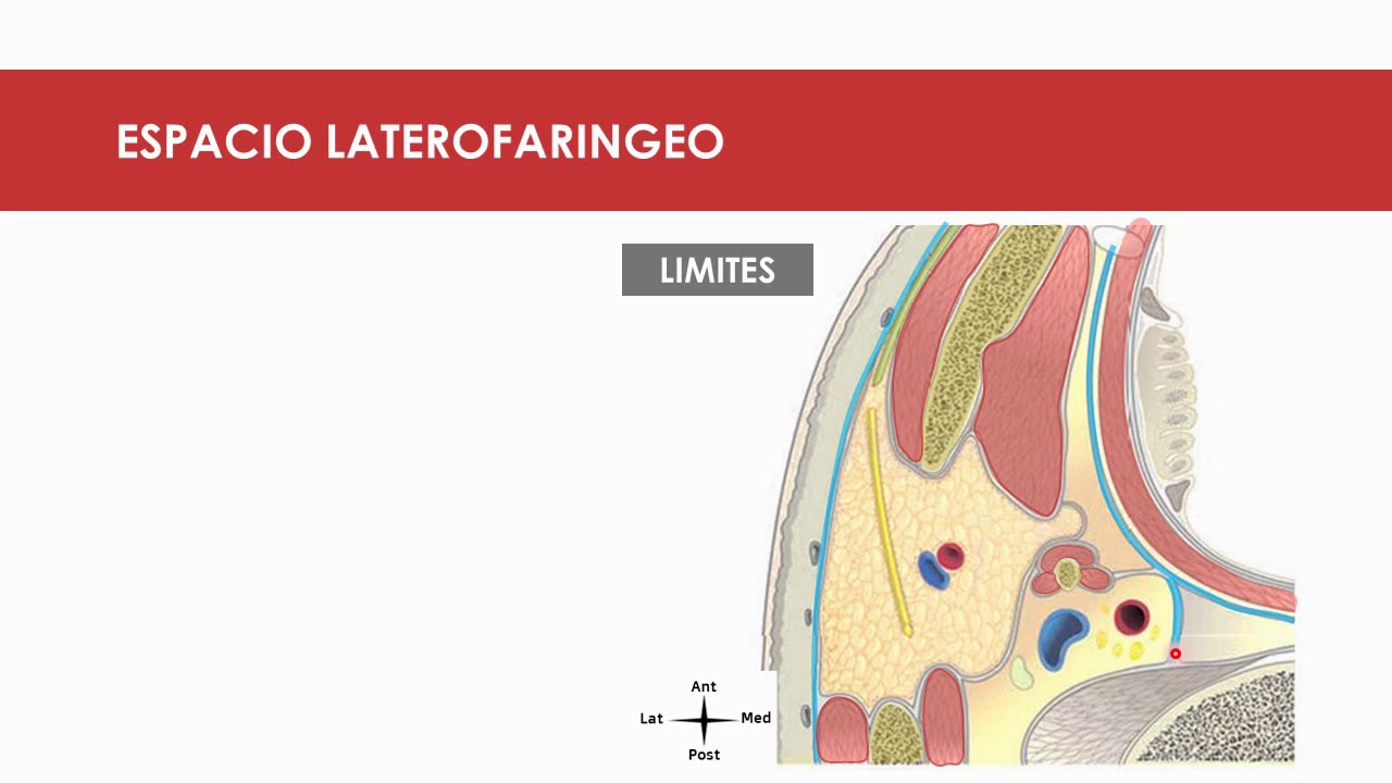 Espacio perifaríngeo.