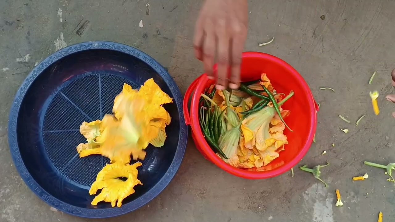 লাউ ক্ষেত থেকে তুলে আনলাম লাউ ফুল তারপর বানালাম বরা সাথে টমেটো ভাজি | Village Life With Lamiya 