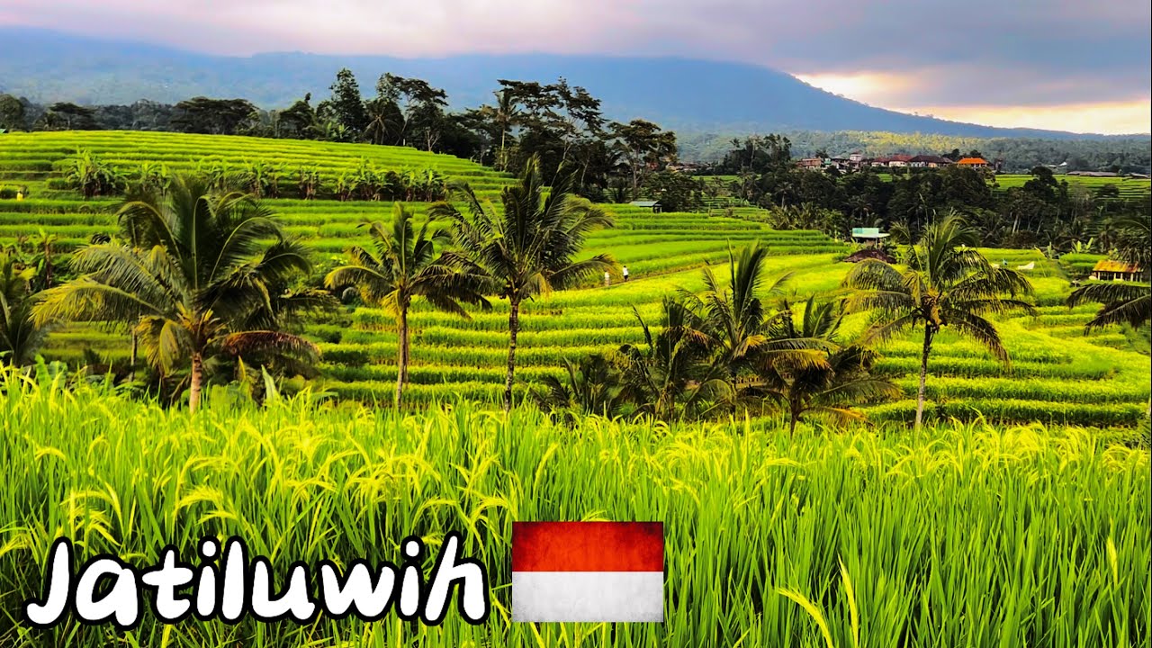 Jatiluwih - Indonezja - Bali [walking tour] Indonesia - Rice Tarraces   NO TALK