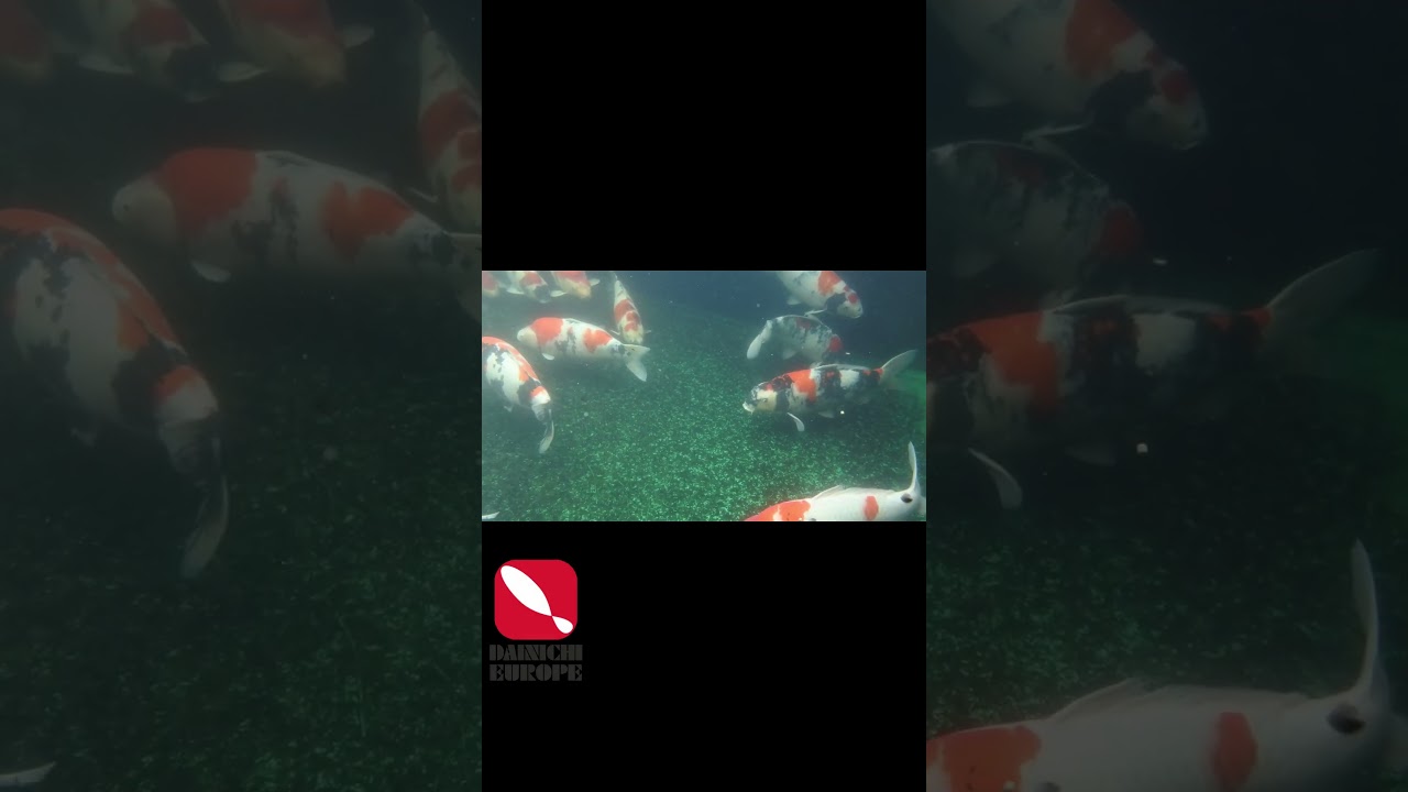 Dainichi Europe Koi Auktion, Saito Koifutter UW8