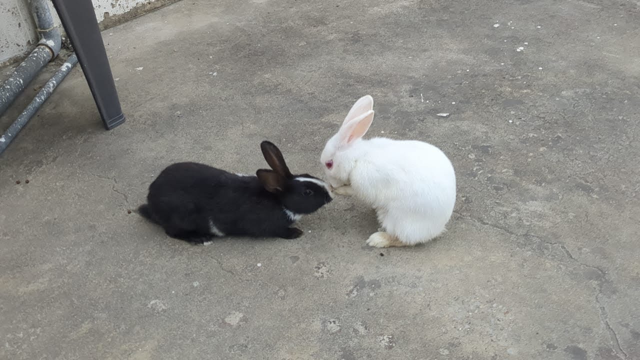 Rabbit and parrot 
