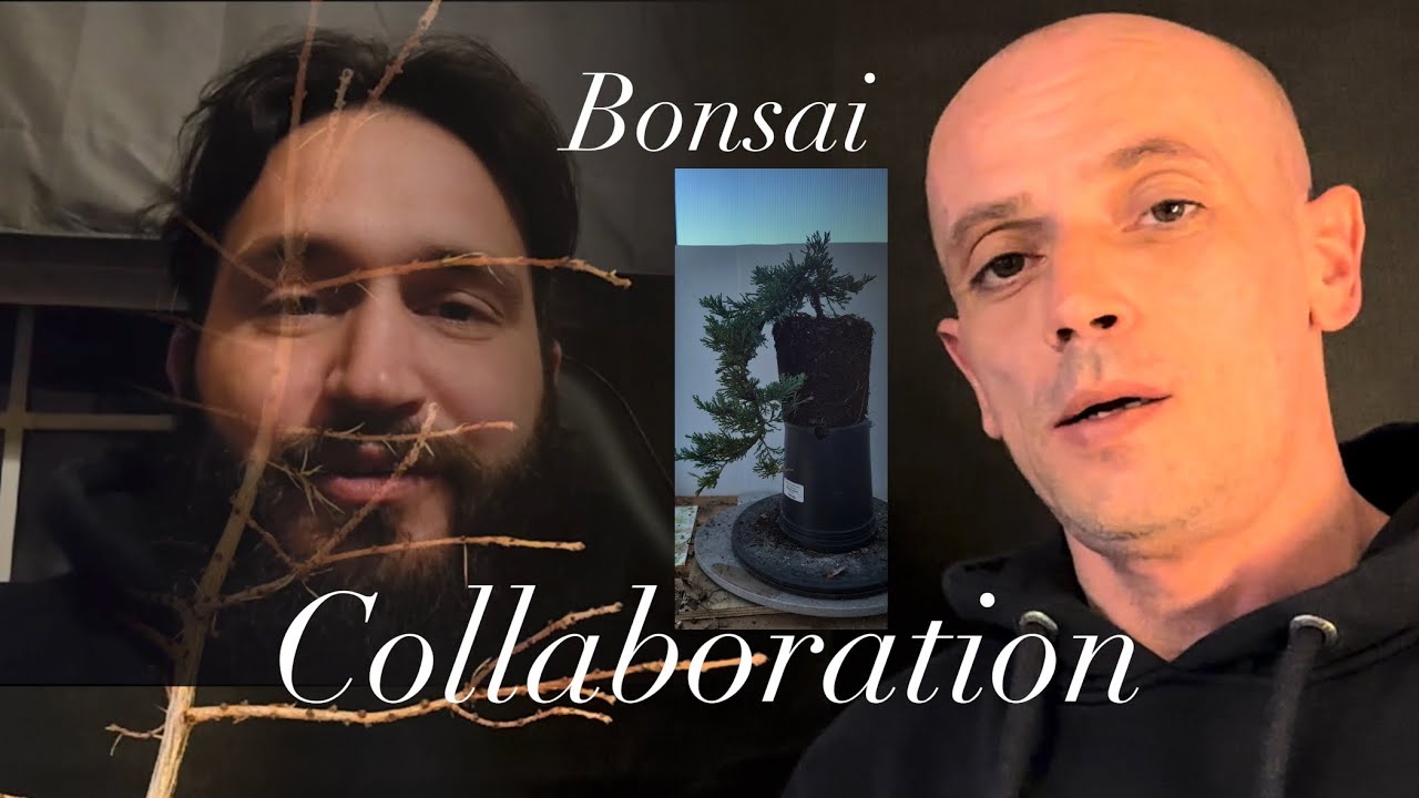 Japanese larch & juniper overseas collaboration @Bonsaicrazy @bobcatbonsai