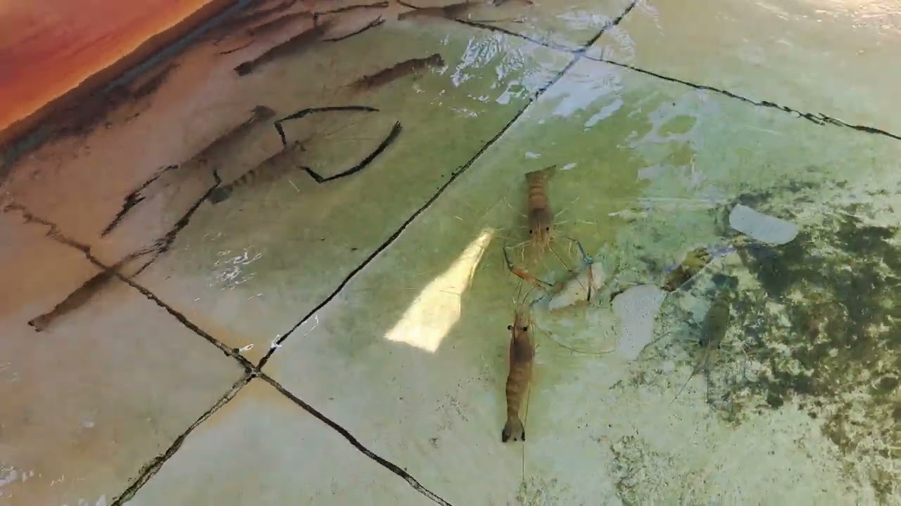 Ep.1803 เลี้ยงกุ้งก้ามกราม ยิ่งเลี้ยงนาน ยิ่งเหลือน้อยเพราะเหตุใด?