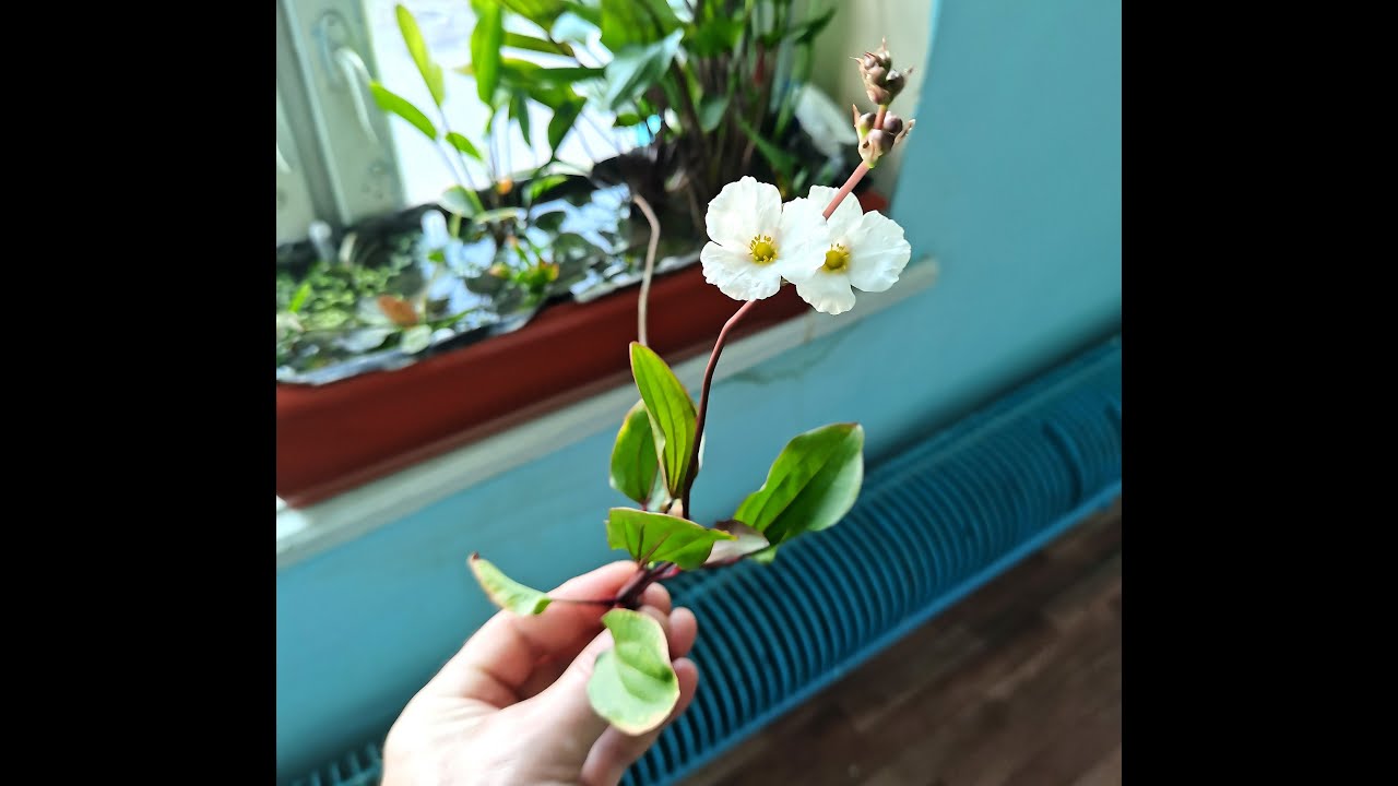 Эхинодорусы на подоконнике, опыление