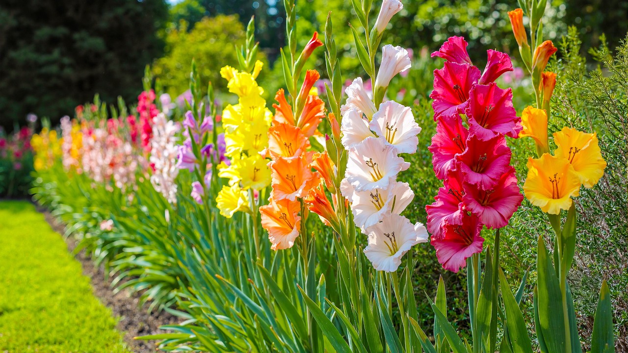 Walk Through This Colorful Flower Garden 🍃 Natural Therapy to Calm Your Mind & Stress 🌸