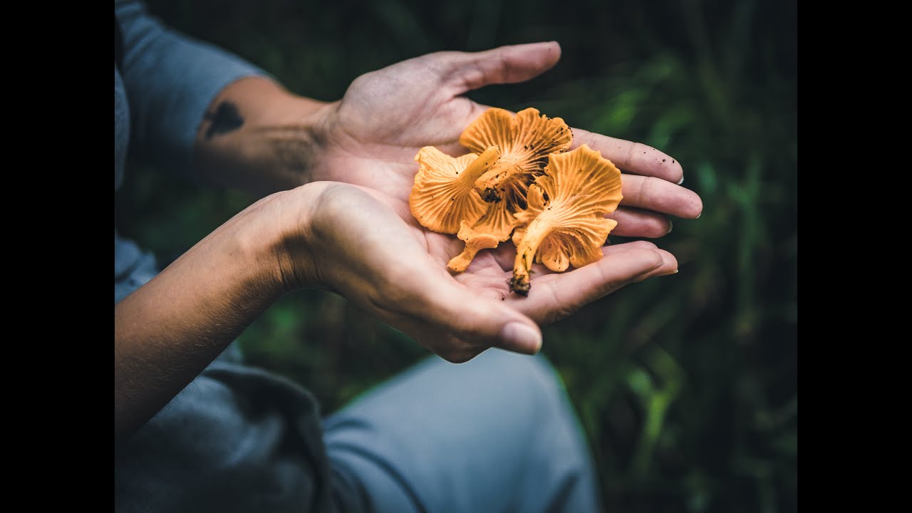 How to in the Outdoors: Hvordan å Høste Traktkantarell