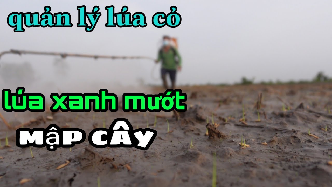 phun thuốc diệt mầm quản lý LÚA CỎ,LÚA XANH MƯỚT,MẬP CÂY 