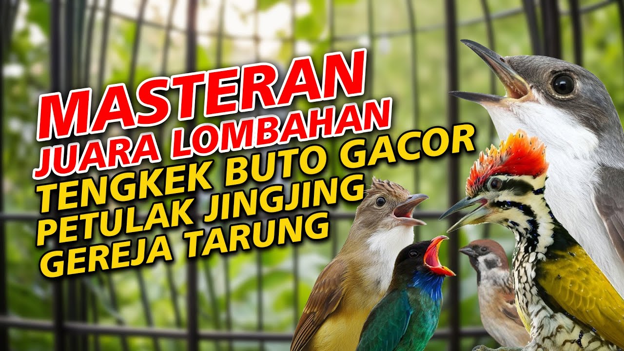 MASTERAN PETULAK JINGJING TENGKEK BUTO PELATUK BAWANG KAPAS TEMBAK DAN GEREJA TARUNG JAWARA LOMBAHAN