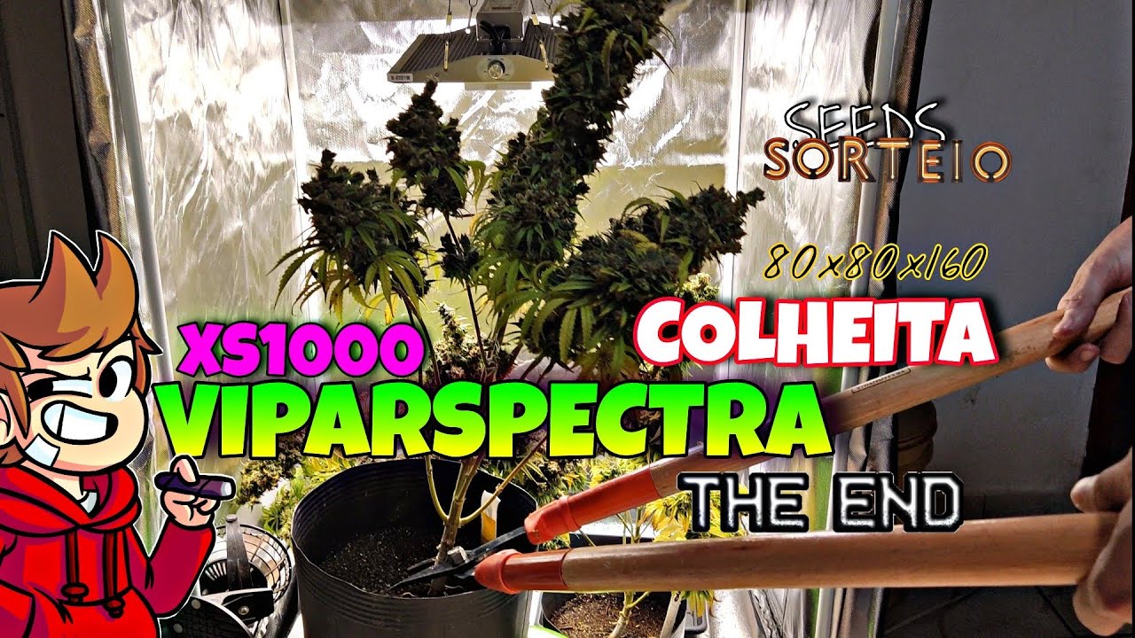 FINAL DA FLORA&Ccedil;&Atilde;O | COLHEITA DE FLORES | VIPARSPECTRA XS1000  LED GROW LIGHT CULTIVO INDOOR