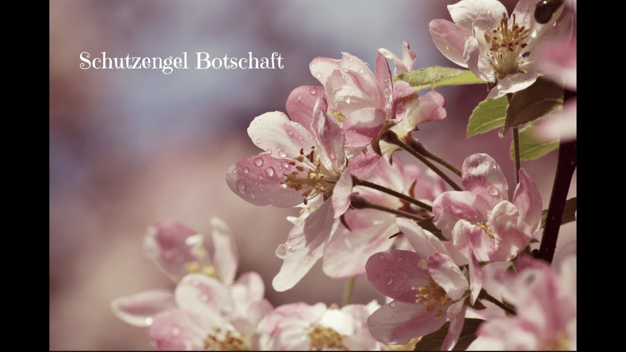 Schutzengel Botschaft f&uuml;r dich ❤️