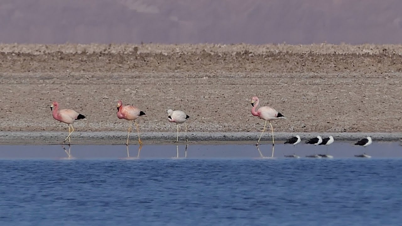 Atacama