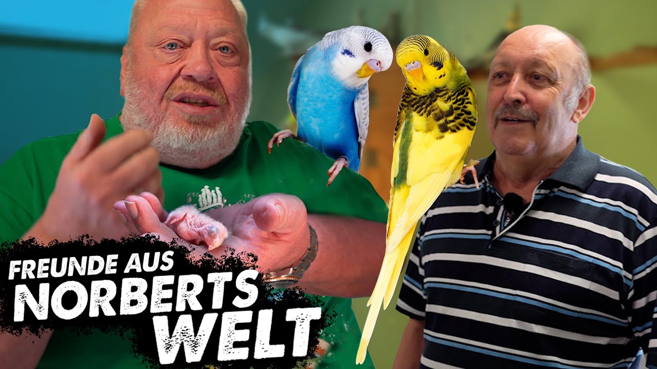 NORBERT BEIM SITTICHZÜCHTER JÜRGEN | FREUNDE AUS NORBERTS WELT | Zoo Zajac