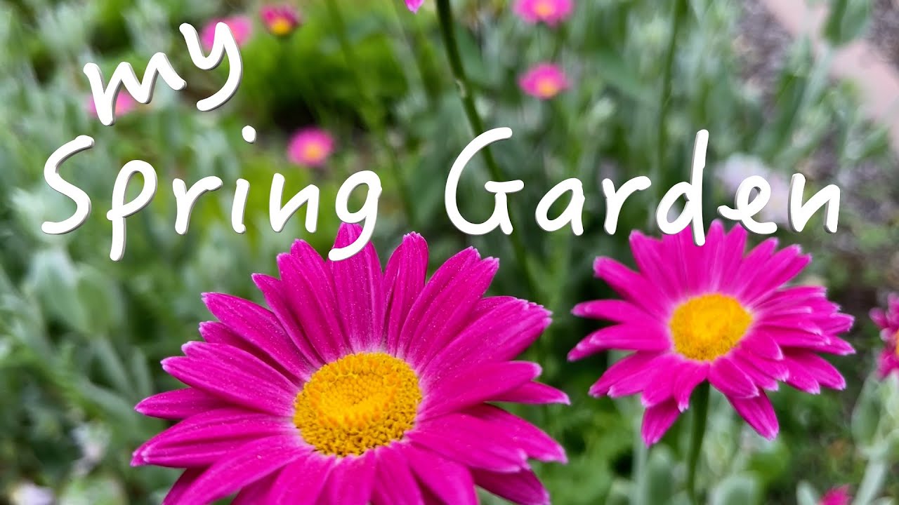 Visit My Garden | More Than Just Flowers |Spring 2024 | Feline Visitors | Perennials | Cats
