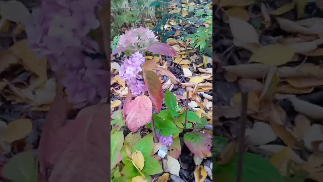А совсем недавно в саду...