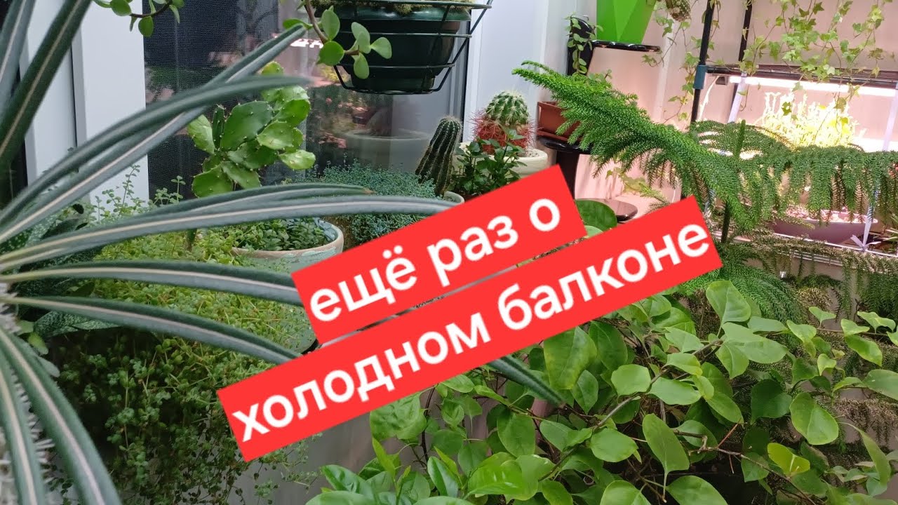 зимний сад на холодном балконе в московской квартире || зимний сад из кактусов и суккулентов