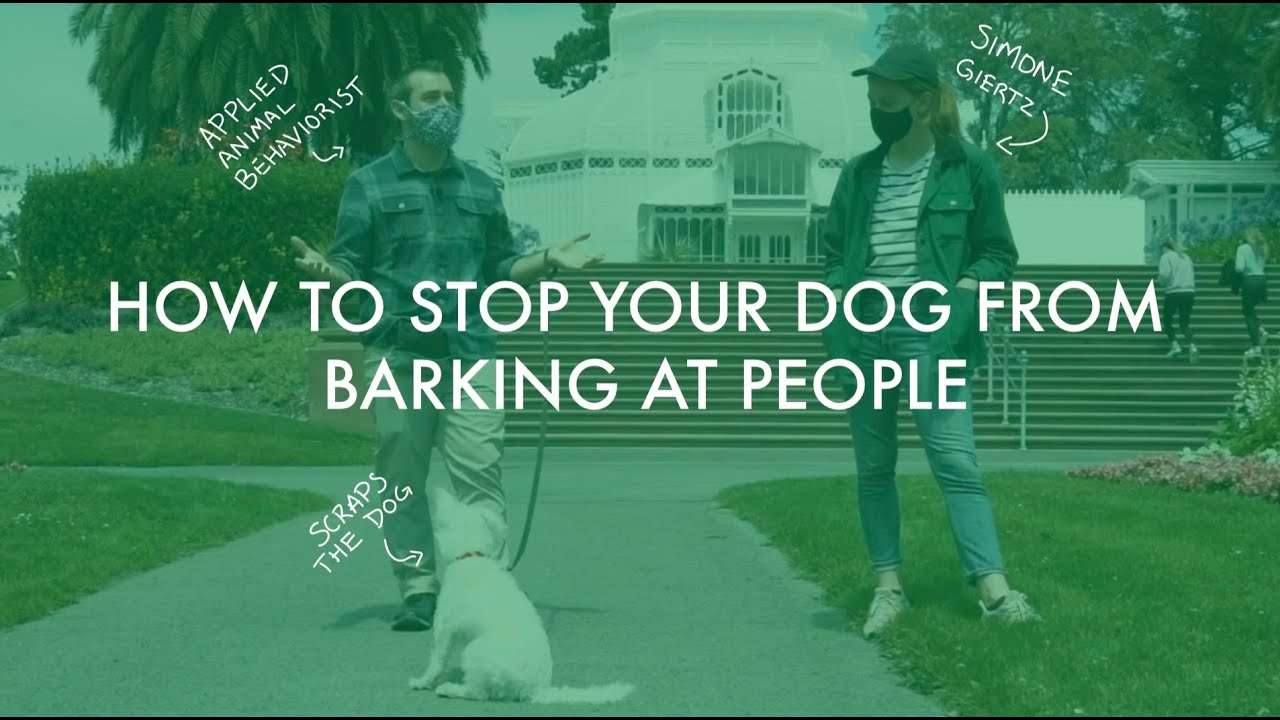 Animal Behaviorist works with Simone Geirtz and Scraps- HOW TO STOP YOUR DOG FROM BARKING AT PEOPLE