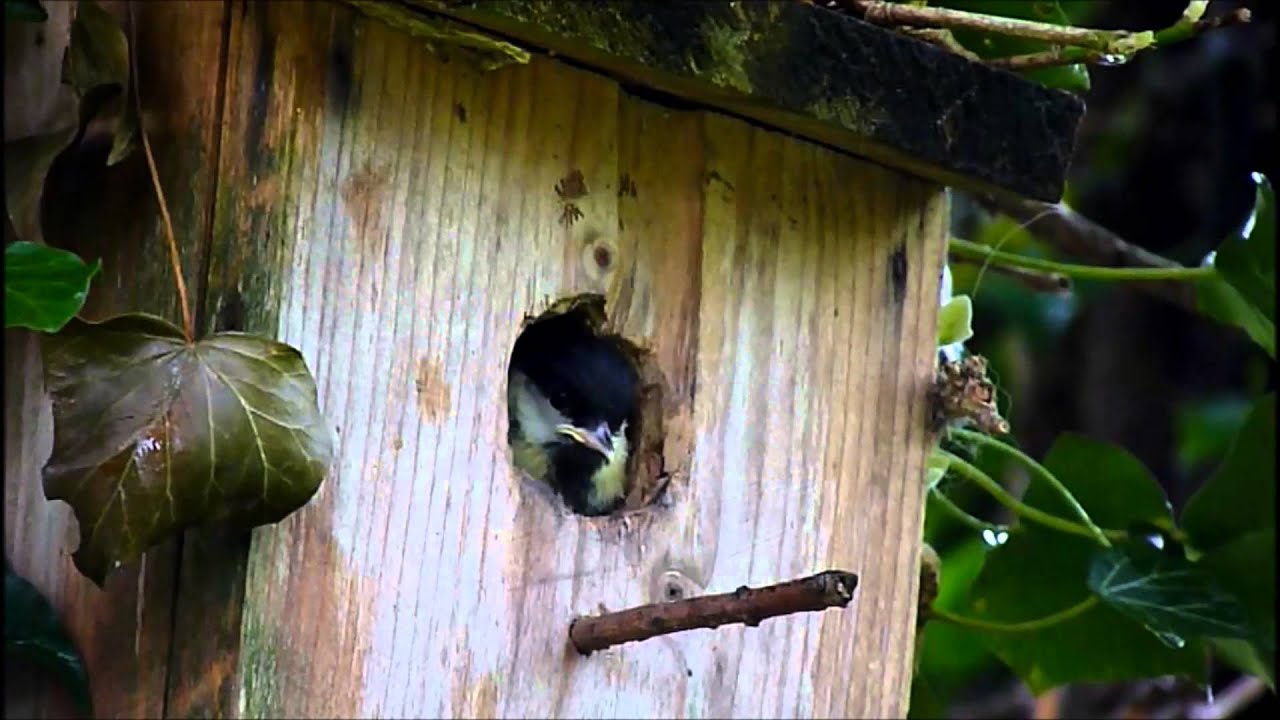 Great Tits Fledging 2015