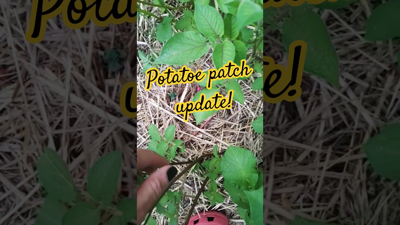 ♥️ Gardening experiments! 