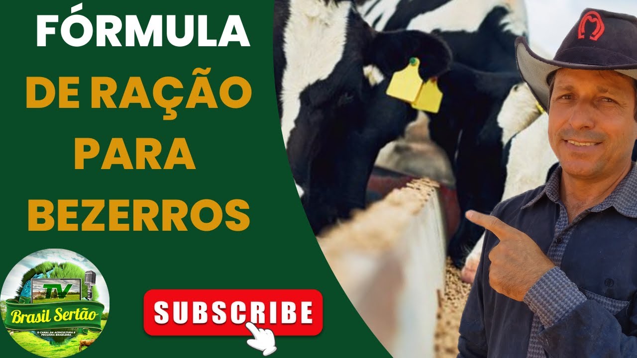 FÓRMULA DE RAÇÃO PARA OS BEZERROS ENGORDAREM MAIS RÁPIDO