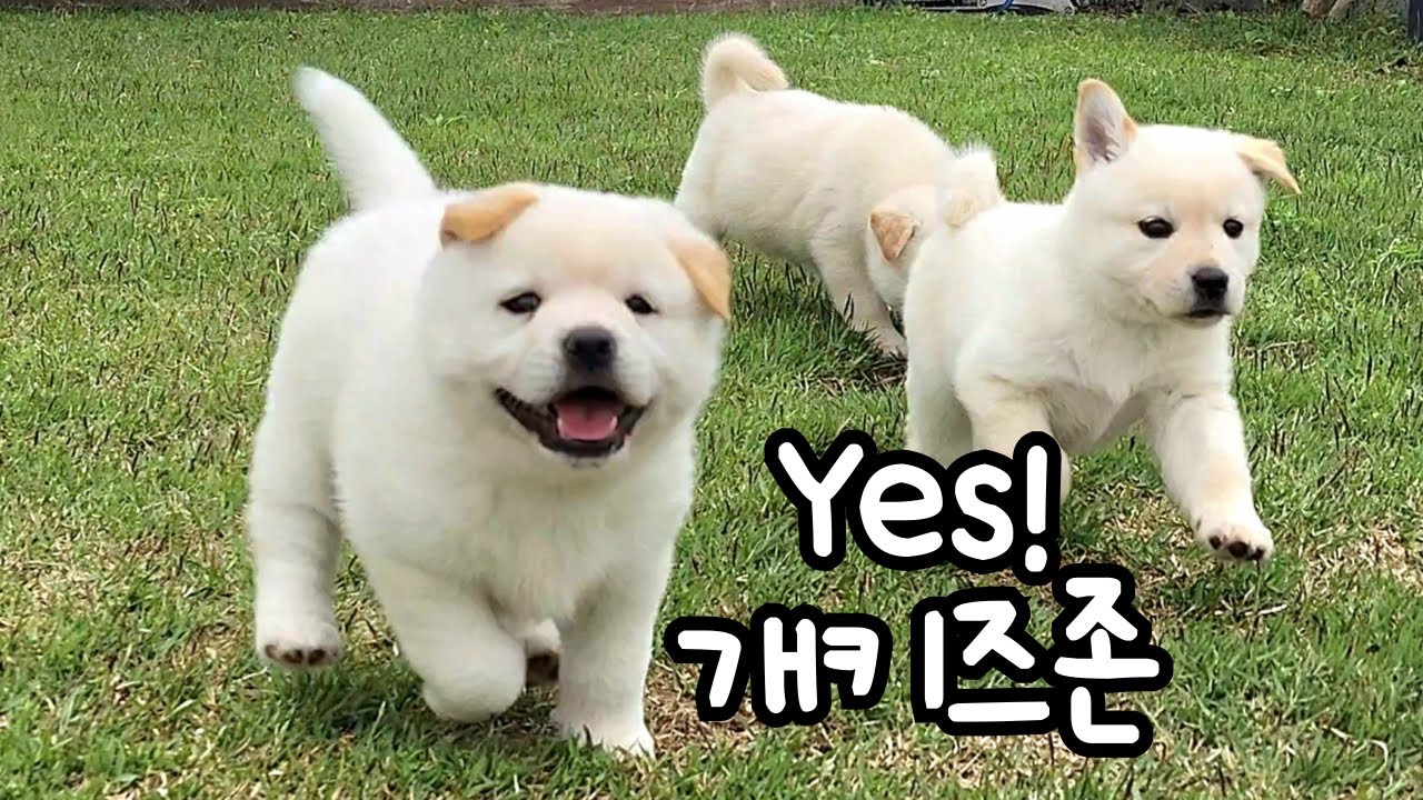개키즈 카페