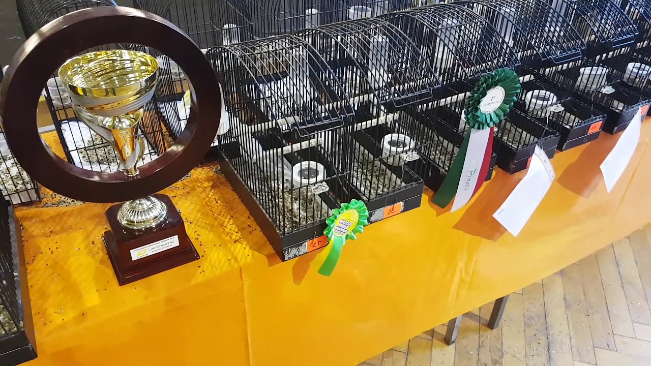 Ornitologiczne Mistrzostwa ZHK Egzota Sosnowiec 2019