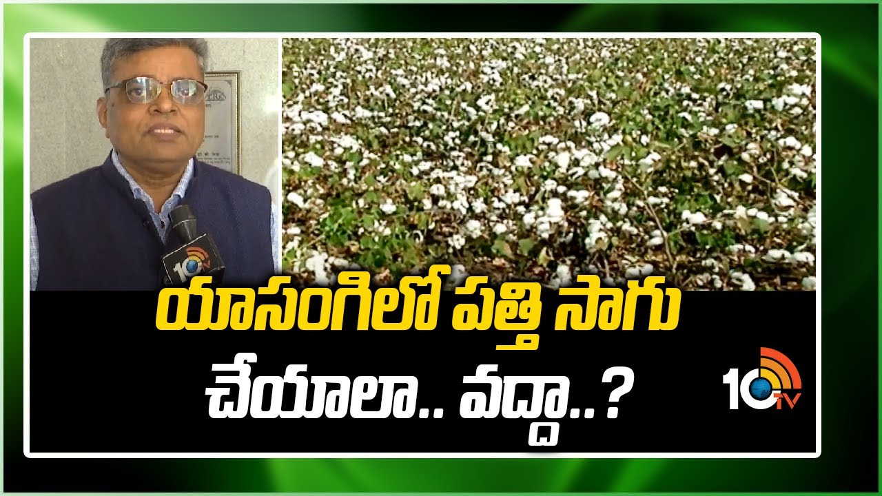 యాసంగిలో పత్తి సాగు చేయాలా.. వద్దా..? | Cotton Farming Methods in Yasangi  | Matti Manishi | 10tv