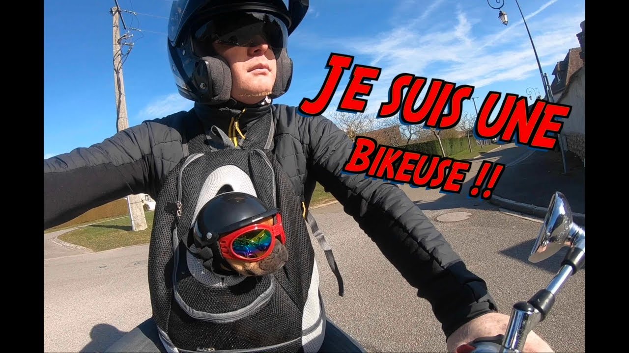CHIEN À MOTO ! comment faire ?  Godzie bouledogue Français (3 mois) en 1800 INTRUDER ! EVREUX.