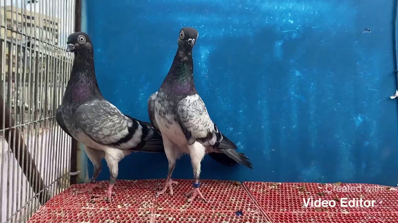 Hungarian Darkstorked Budapest Highflyer pigeon