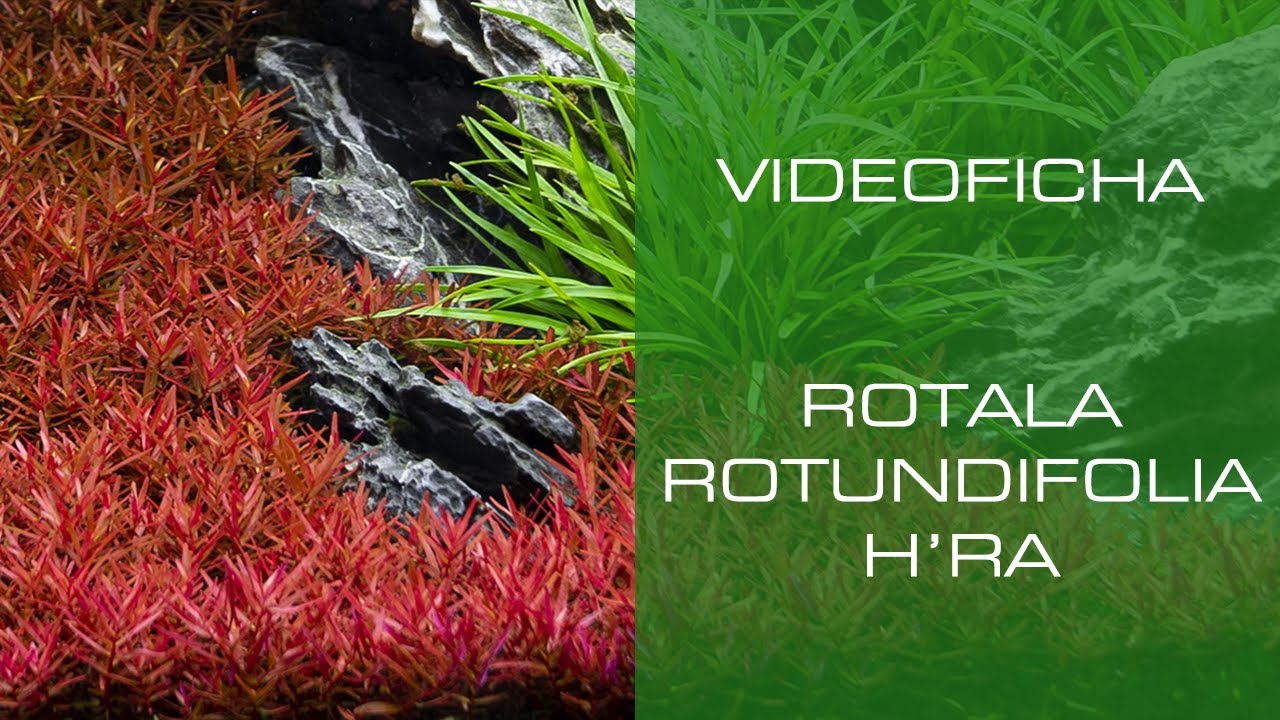 Rotala rotundifolia H'ra - VideoFicha - Una planta rojiza con gran versatilidad - PezVerde