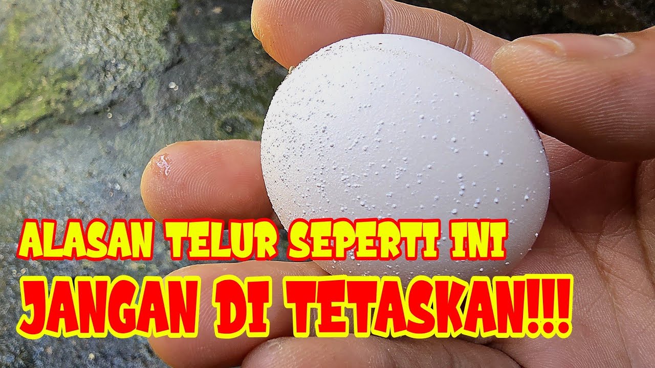 CARA MENGATASI MASALAH TELUR KASAR DAN TIDAK DAPAT MENETAS‼️