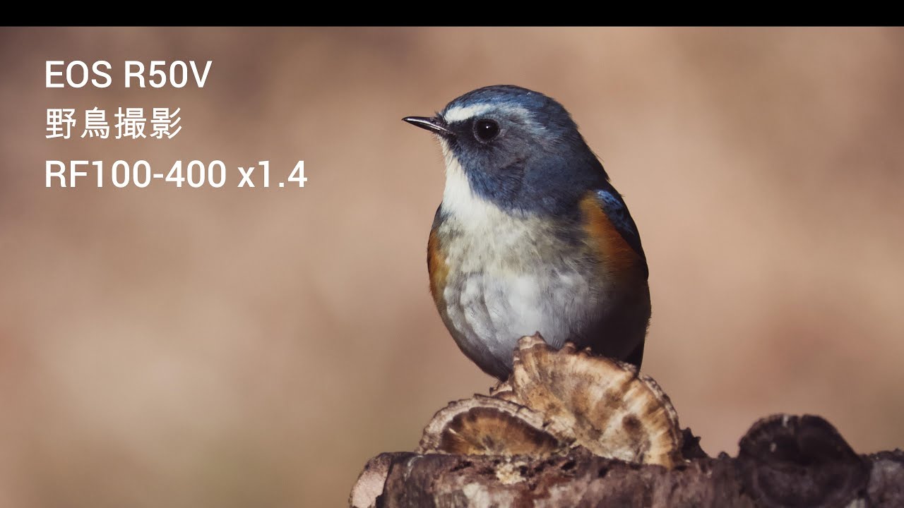 小寒の頃、ルリビタキの出会い　CANON  EOS R50V　超望遠野鳥撮影　#ルリビタキ 　#eosr50v