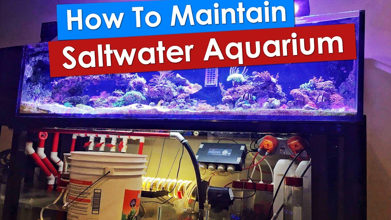 How To Maintain Saltwater Aquarium - Weekly maintenance on a 100g saltwater fish reef tank