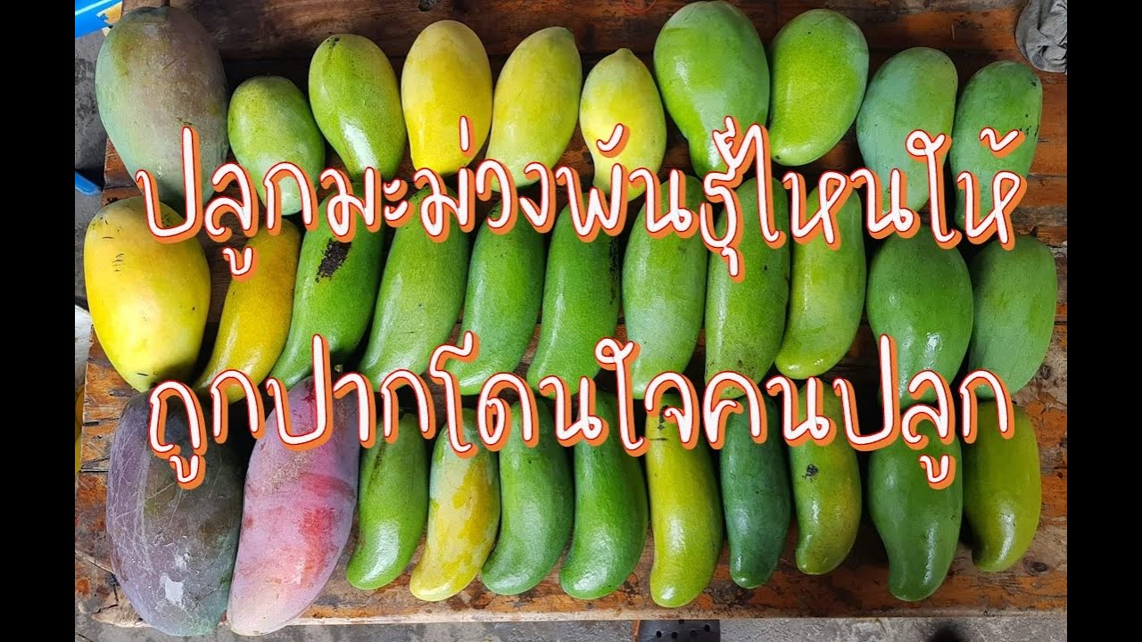 ปลูกมะม่วงพันธุ์ไหนให้ถูกปากโดนใจคนปลูก