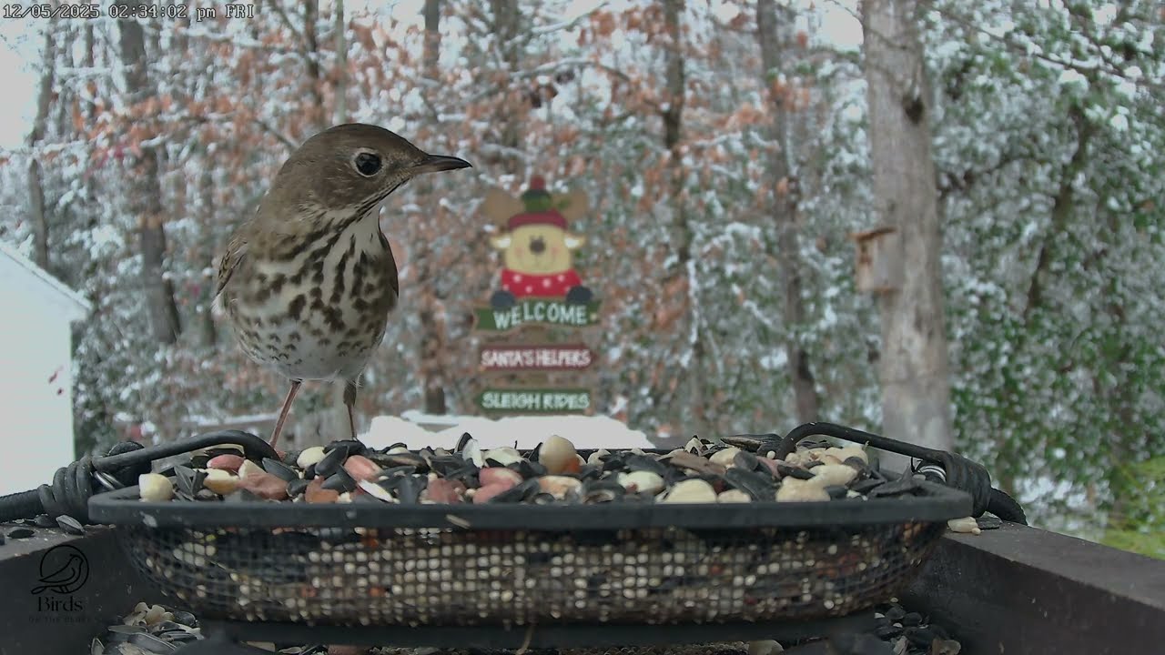 Three visits, one Wood Thrush