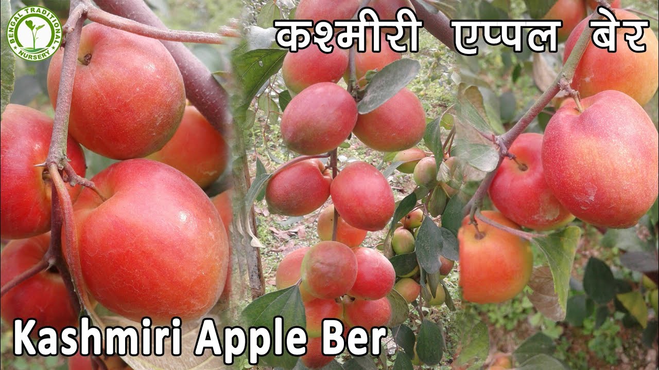 Kashmiri Apple Ber (कश्मीरी एप्पल बेर) 6-Month Old Tree Fruit Production  || Contact : 9333227579