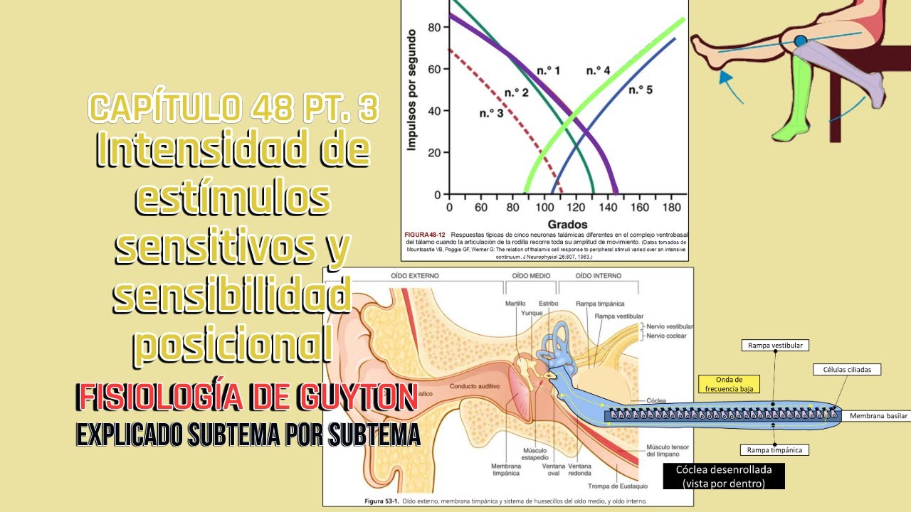 CAP 48 3/4: Intensidad de estímulos sensitivos y sensibilidad posicional l Fisiología de Guyton