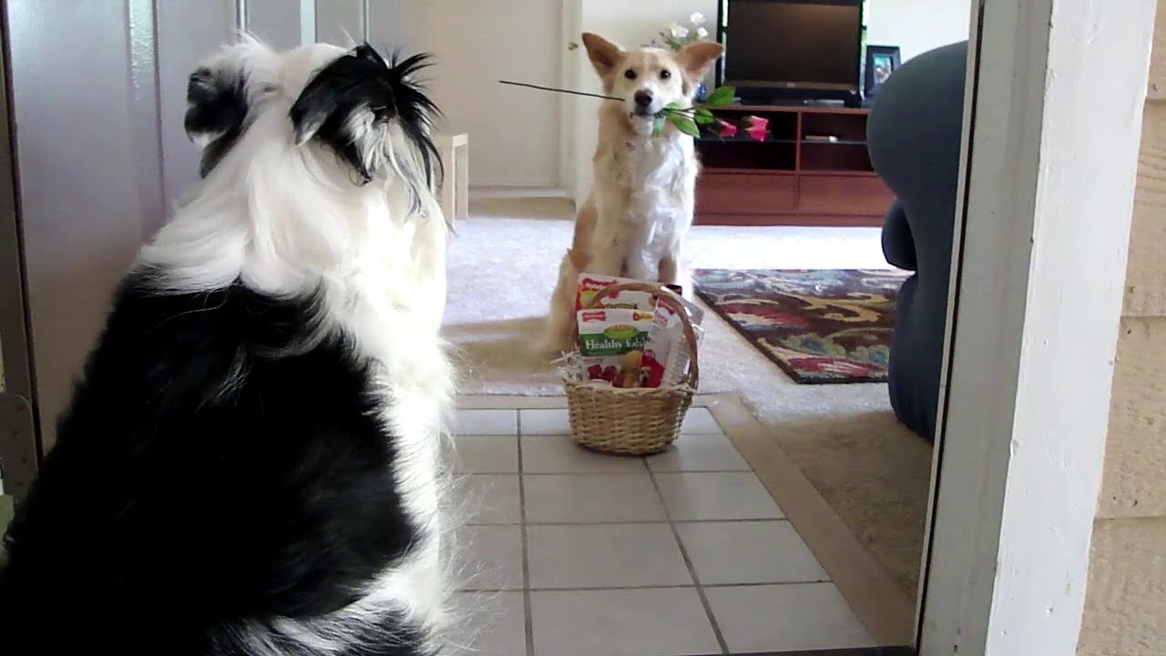 Nylabone Date Night