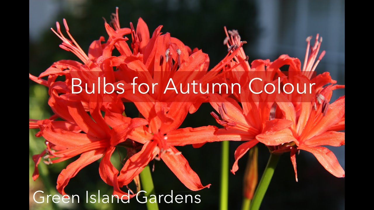 Bulbs for Autumn Colour