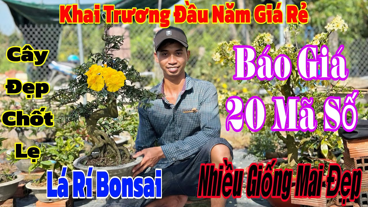20/2 Vườn khai trương giao lưu nhiều giống mai giá rẻ 💥🌲và nhiều mã số mai đẹp 🌲☎️ 0915257320 Duy