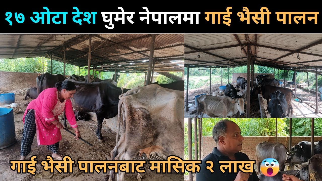१७ ओटा देश घुमेर नेपालमा भैसी पालन | Bidesh bata farkera bhaisi palan | Bhaisi palan nepal