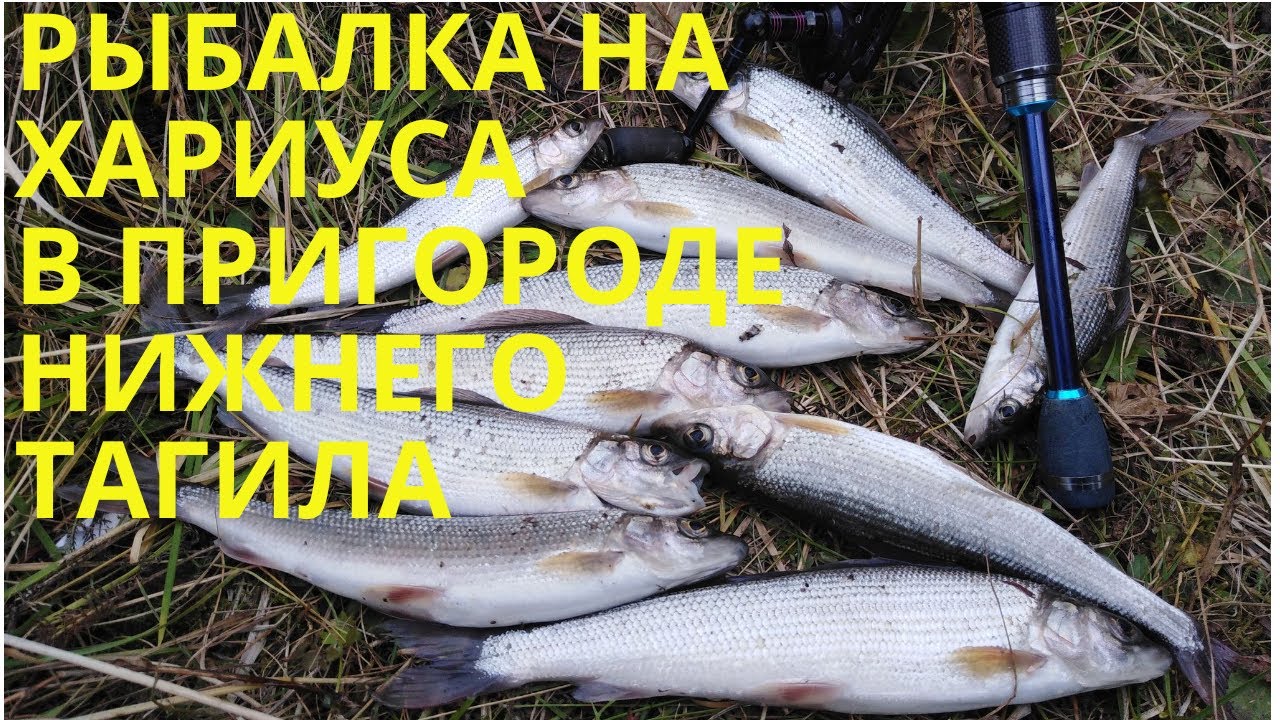 ЛОВЛЯ ХАРИУСА НА МАЛОЙ РЕКЕ В ОКРЕСТНОСТЯХ НИЖНЕГО ТАГИЛА/РЫБАЛКА НА СПИННИНГ И УДОЧКУ/ОСЕНЬ 2020.