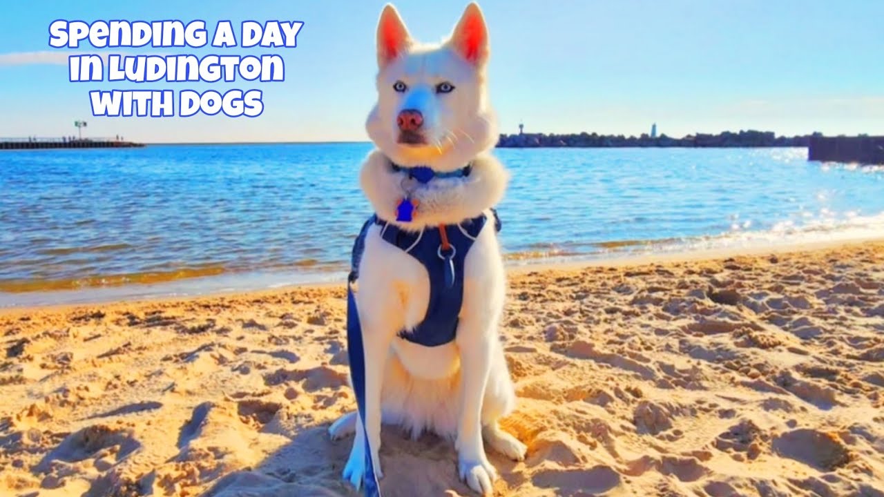 How to Spend a Day in Ludington, MI with Dogs