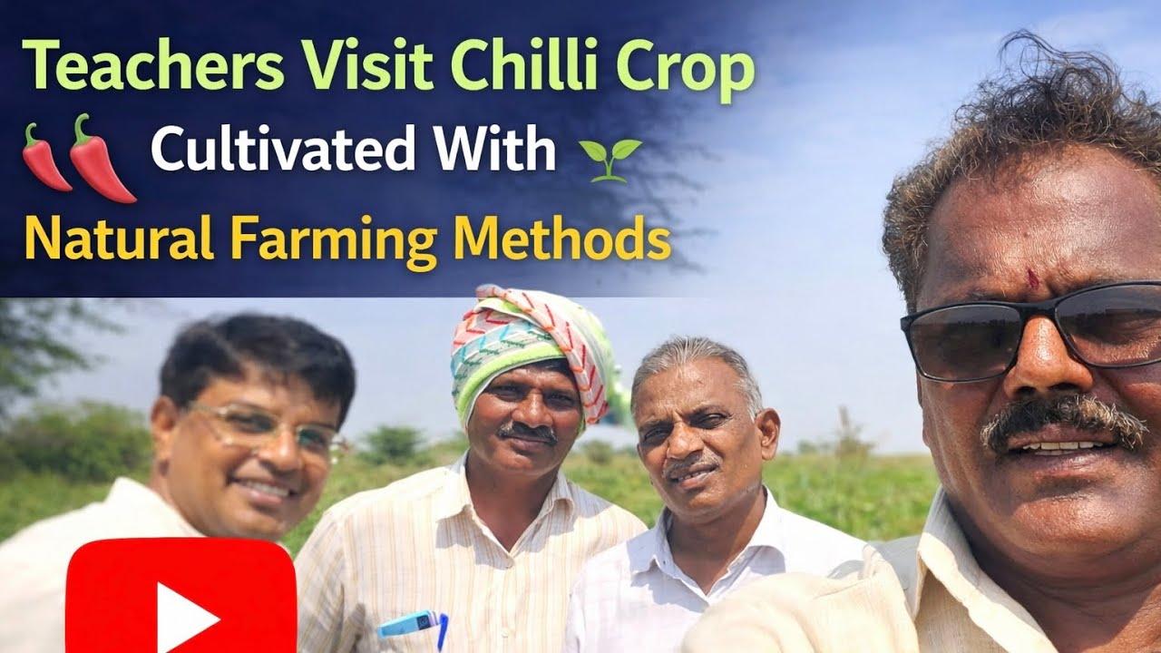🌿🌶️WONDERS IN NATURAL FARMING–TEACHERS VISIT THE CHILLI ! 🌶️🌿 మిరప సాగును సందర్శించిన ఉపాధ్యాయులు!