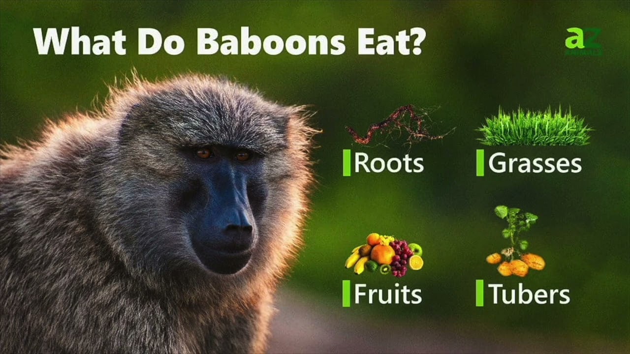 Animal Nature: The Big and Strong Baboon