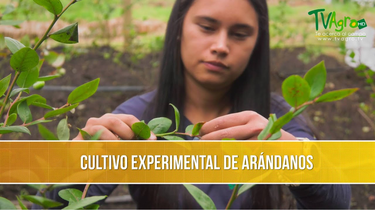 Cultivo Experimental de Arandanos - TvAgro por Juan Gonzalo Angel Restrepo