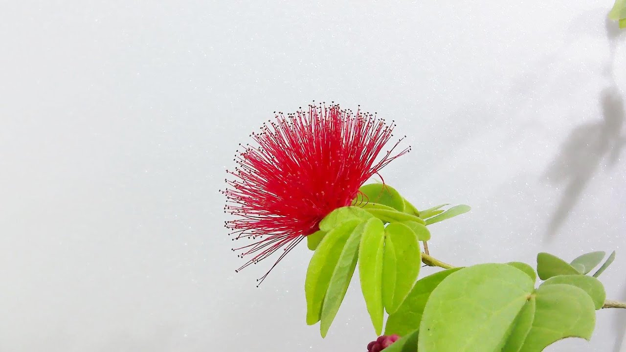 【ヒネム】四季咲きネムノキの開花（花の開花＃668）/ Flowering Calliandra eriophylla  (Timelapse)