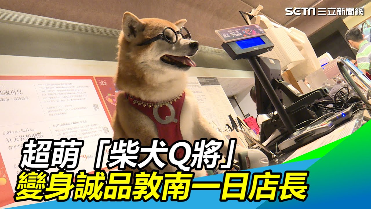 「柴犬Q將」變身誠品敦南一日店長　偷懶睡覺模樣萌翻啦｜三立新聞網SETN.com